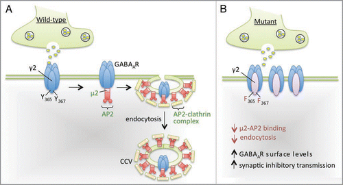Figure 1 Model summarizing the regulation of GABAA receptor endocytosis by the Yxxφ motif within the GABAA receptor γ2 subunit. (A) Endocytosis via clathrin-coated vesicles (CCV) is the major internalization mechanism for neuronal GABAA receptors (GABAARs). The intracellular domain of the γ2 subunit of the GABAAR interacts with the μ2 subunit of the clathrin-adaptor protein 2 (AP2). This binding is mediated via a Yxxφ motif contained within the γ2 subunit that is centered around tyrosine residues 365 and 367. (B) Binding of the AP2 complex is negatively regulated by mutation of these tyrosine residues to phenylalanines. γ2(Y365/7F) heterozygous mutant mice have decreased levels of receptor endocytosis and increased cell-surface levels of γ2-containing GABAARs. We have also demonstrated that these mutant mice display an enhanced efficacy of inhibitory synaptic transmission in the CA3 region of the hippocampus.Citation12