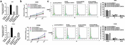 Figure 6. SPRY4 could rescue the effects of miR-92a on NSCLC.