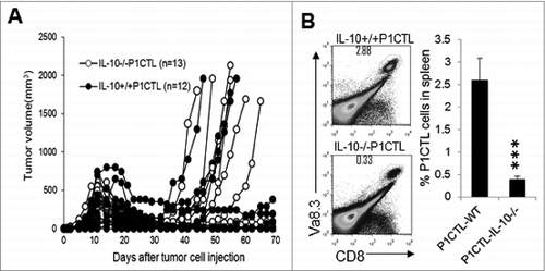 Figure 8. IL-10-deficient CTL cells are defective in long-term persistence. (A) Purified CD8+ cells from IL-10−/− P1CTL or IL-10+/+ P1CTL mice were injected intravenously into Rag2−/−mice with established J558 tumors at a dose of 5 × 106/mouse. Tumor growth was monitored every 2–3 d (B). At 40 d after T cell therapy, mice were sacrificed and P1CTL cells (CD8+Vα8.3+) in spleens were analyzed by flow cytometry and quantified (n = 5 mice/group). ***P < 0.0001 by Student t test. Data shown are representative of 2 experiments with similar results.