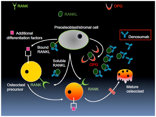 Figure 2 Mechanism of action of denosumab in RANKL signaling.