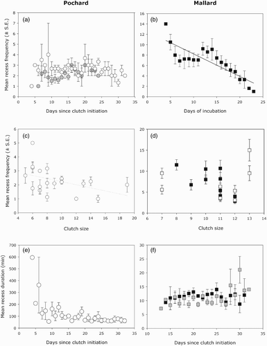 Figure 4. Changes in mean recess frequency per day (± se) and (a) time since clutch initiation for successful (white circles) and failed (grey circles) nests; (b) days of incubation; (c, d) clutch size (large females Mallards are in black and small females are in white); (e, f) relationships between mean recess duration and days since clutch initiation for Common Pochards (open dots) and for large (black squares) and small (grey squares) Mallard females.