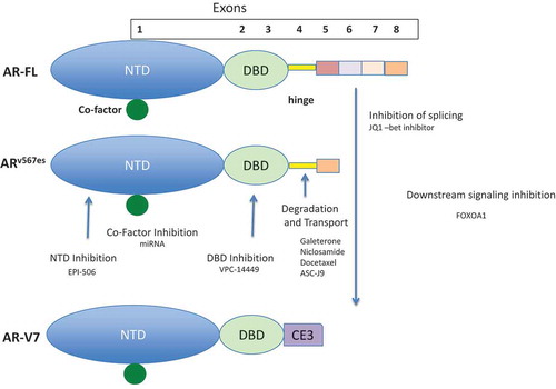 Figure 1. Schematic diagram of potential inhibitors of AR-Vs. AR-FL, exon skipping variant ARv567es, and truncation variant AR-V7 proteins are shown. Note each has the transactivation N-terminus encoded by exon 1 (NTD) and the DNA binding domain encoded by exons 2 and 3 (DBD). Only AR-FL and ARv567es contain the hinge region encoded by exon 4 that contains the consensus nuclear localization sequence and poly ubiquination sites. All AR-Vs have a repertoire of co-factors although these have not been fully described for the AR-Vs. Also note that AR-V7 has the cryptic exon, CE3 from intron 3 as its v-terminal exon. As noted in the text, multiple variants have been described and the two AR-Vs shown are representative of the two classes of variants. Potential inhibition points of variant development or activity are indicated and a representative compound(s) that had been reported to act at these sites in included. The compounds listed are not meant to be a comprehensive list at each site since multiple therapeutics for the variants are under development.