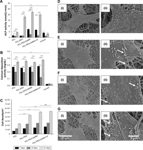 Figure 4 (A) ALP activity showed an increase of calcification of the extracellular matrix after inclusion of GelMA. (B) Calcium deposition demonstrated a further influence of GelMA to enhance the functions of osteoblasts. (C) MTS assay showing that osteoblastic cells were further influenced by hydrophilic properties after inclusion of PEG and GelMA. Data plotted in mean and SD (N=5). Values of P<0.01 were considered significant. Data were normalized by the cells, and the y-axis was multiplied by 104. For the ALP and calcium deposition, the data were compared to control (cells) and between each time. For cellular proliferation assays, the data were compared to pure PCL. N=5. **P<0.01, ***P<0.001, and ****P<0.0001 mean statistical differences. SEM of hFOBs cultivated on scaffolds after 7 days. (D) (i) PCL and (ii) magnified view. (E) (i) PCL-PEG and (ii) magnified view. (F) (i) PCL-PEG-GelMA without UV crosslinking and (ii) magnified view. (G) (i) PCL-PEG-GelMA after UV crosslinking and (ii) magnified view. The cells are spreading on all produced scaffolds presenting filopodium and cytoplasmic extension.Abbreviations: ALP, alkaline phosphatase; GelMA, gelatin methacryloyl; hFOB, human osteoblasts; MTS, (3-(4,5-dimethylthiazol-2-yl)-5-(3-carboxymethoxyphenyl)-2-(4-sulfophenyl)-2H-tetrazolium); NS, no significance; PCL, polycaprolactone; PEG, poly(ethylene glycol); SEM, scanning electron microscopy.