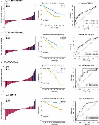Figure 4. Distribution of risk score, Kaplan–Meier survival analysis, time-dependent ROC curves at 3, 5, and 8 years between patients at high- and low-risk in TCGA discovery set (a), TCGA validation set (b), E-MTAB-1980 (c) and TMA cohort (d)