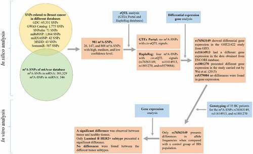 Figure 1. Flow chart of study design and the main results. IBS: Iberian Population in Spain from 1000 Genomes Project.