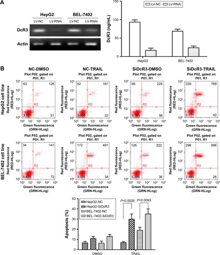 Figure 2 Expression of DcR3 and apoptosis in hepatocellular carcinoma cell lines with different treatments.