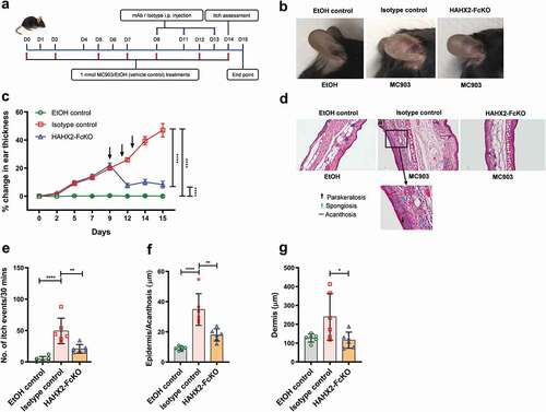 Figure 4. Humanized anti-hCXCR2 mAb suppress MC903-induced skin inflammation in human CXCR2 Knock-in mice. hCXCR2-KI mice ears were topically administered with 1 nmol MC903 or EtOH (as vehicle control) for 14 days. On day 9, when ears exhibited symptoms of AD-like skin inflammation, a loading dose of HAHX2-FcKO or isotype control mAb at 20 mg/kg of body weight was injected i.p., followed by 5 mg/kg every other day for 1 week. (a) Schematic of the treatment regimen (b) Representative appearance of EtOH, MC903, and HAHX2-FcKO mAb-treated ears at the endpoint. (c) Ear thickness was measured at each treatment day. (d) Representative ear sections stained with H&E. Original magnification = × 20, scale bar = 200 μm. (e) Ear itch was assessed at day 14 (24 hours prior the endpoint). (f) Epidermis thickness (Acanthosis) and (g) Dermal thickening were measured in tissue sections and quantified by ImageJ software (National Institutes of Health). Each data point represents an individual ear or mouse, and n = 6 mice in each group. All data represented as mean ± standard error of the mean. Each graph is representative of three independent experiments. Ear thickening was analyzed with the two-way analysis of variance with Tukey posttest. Itch assessment and histological measurement was analyzed with the one-way analysis of variance with Tukey posttest. *P < .05, **P < .01, ***P < .005, ****P < .0001