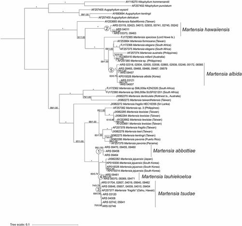 Fig. 1. Maximum likelihood phylogeny (rbcL gene) of Hawaiian Martensia specimens in the context of available GenBank sequences for Martensia and close relatives. Scale bar = substitutions per site. Numbers at nodes indicate bootstrap support (first value) and Bayesian posterior probabilities (second value). Full support is indicated by *. The five lineages of Hawaiian Martensia are numbered at their respective clades.