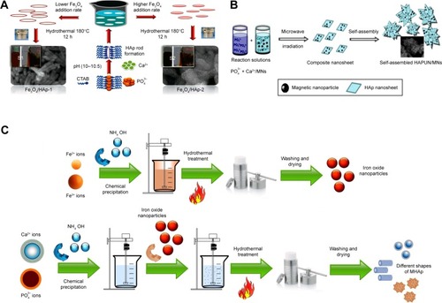 Figure 1 Different synthesis routes of MHAp nanostructures. Schematic illustration of (A) formation mechanism of one-dimensional MHAp nanorods, (B) synthesis of ultrathin MHAp nanosheet (HAPUN/MNs), and (C) chemical precipitation and hydrothermal synthesis of MHAp. (A) Reproduced from Bharath G, Prabhu D, Mangalaraj D, Viswanathan C, Ponpandian N. Facile in situ growth of Fe3O4 nanoparticles on hydroxyapatite nanorods for pH dependent adsorption and controlled release of proteins. RSC Adv. 2014;4(92):50510–50520 with permission of The Royal Society of Chemistry.Citation77 (B) Reproduced from Chen F, Li C, Zhu YJ, Zhao XY, Lu BQ, Wu J. Magnetic nanocomposite of hydroxyapatite ultrathin nanosheets/Fe3O4 nanoparticles: microwave-assisted rapid synthesis and application in pH-responsive drug release. Biomater Sci. 2013;1(10):1074–1081 with permission of The Royal Society of Chemistry.Citation78Abbreviations: MHAp, magnetic hydroxyapatite; HAp, hydroxyapatite; CTAB, N-cetyl-N,N,N-trimethyl ammonium bromide.