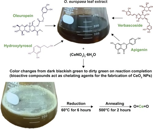 Figure 3 Biosynthesis of CeO2 NPs.Abbreviations: NPs, nanoparticles; O. europaea, Olea europaea.