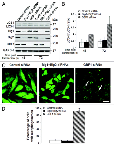 Figure 8. Depletion of GBF1, but not other Brefeldin-sensitive exchange factors, accelerates epithelial cell autophagy. (A and B) SK-CO15 cells were transfected with either control GBF1 or a combination of BIG1 and BIG2 siRNAs, and expression of targeted proteins and LC3 was examined at two different times post-transfection. (C and D) HeLa-GFP-LC3 cells were transfected with either control GBF1 or BIG1, plus BIG2 siRNAs, and formation of autophagosomes was analyzed by fluorescence microscopy. *p < 0.001 compared with control siRNA-transfected cells. Scale bar, 20 µm.