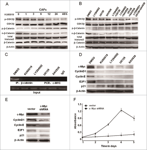 Figure 8. Loss of functional ATM leads to the proliferation defect in CAFs partially through down-regulating β-catenin and cell cycle regulation genes. (A) CAFs were treated with KU60019 (5 μM) for the indicated time. Immunoblotting analyses were performed to detect activity of GSK3β and β-Catenin. Total histone 3 functions as a loading control for nuclear proteins. (B) CAFs were treated separately or jointly with LY294002 (20 μM), U0126 (25 μM), and XAV939 (10 μM) for 24 h. Activated GSK3β and β-Catenin were determined using Immunoblotting analysis. Total histone 3 functions as a loading control for nuclear proteins. (C) CAFs were separately treated with or without inhibitors including LY294002 (20 μM), U0126 (25 μM), and XAV939 (10 μM) for 24 h. ChIP assay was done with an anti-β-catenin antibody for immunoprecipitation followed by PCR with c-MYC promoter-specific primers. (D) CAFs were separately treated with or without inhibitors including LY294002 (20 μM), U0126 (25 μM), and XAV939 (10 μM) for 24 h. Immunoblotting analysis was performed with the indicated antibodies. (E) The c-Myc gene in CAFs was knocked down by the shRNA, and the expression of c-Myc related genes was tested by Immunoblotting analysis with the indicated antibodies. β-Actin worked as loading control. (F) The growth curves of CAFs with or without c-Myc depletion was measured with the MTT assay (*, P < 0.05).