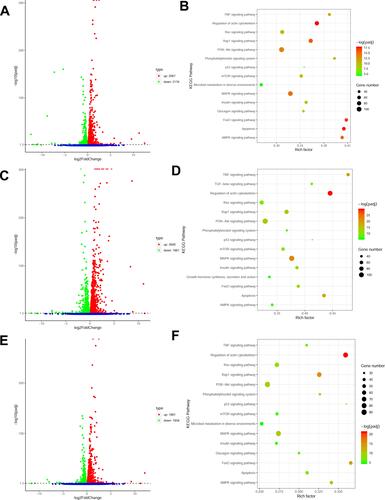 Figure 1 (A) Volcano plot of ICI versus Insulin+ISO DEGs; (B) KEGG enrichment plot of ICI versus Insulin+ISO DEGs; (C) Volcano plot of PD0325901 versus Insulin+ISO DEGs; (D) KEGG enrichment plot of PD0325901 versus Insulin+ISO DEGs; (E) Volcano plot of PKI versus Insulin+ISO DEGs; (F) KEGG enrichment plot of PKI versus Insulin+ISO DEGs.