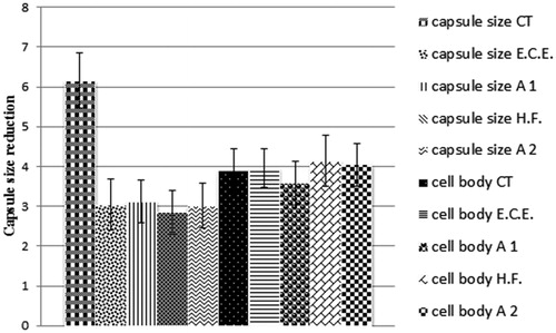 Figure 7. Effect of 312 μg/mL of E.C.E., 78 μg/mL of H.F., 78 μg/mL + 19.5 μg/mL of E.O. and E.C.E., respectively (A1) and 39.36 μg/mL + 10 μg/mL of E.O. and H.F., respectively (A2) on the capsule size (μm). A1: association 1; A2: association 2; E.C.E.: ethanol crude extract; H.F.: hexane fraction; E.O.: essential oil.