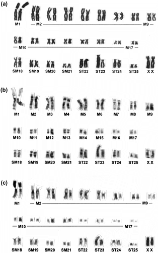 Figure 2 Conventionally stained (a), G-banded (b) and C-banded (c) karyotypes of C. platycephala showing a heteromorphic pair at the no. 23 homologue (specimen no.: MAI-462).