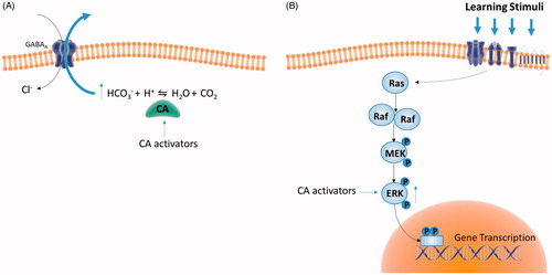 Figure 3. Putative mechanisms underpinning CAs actions on cognition. (A) CA activation transforms GABA-mediated inhibition (Cl− conductance) into excitation due to increased HCO3– flux through the GABAA receptor channel. Such synaptic transformation allows GABA-releasing interneurons to act as either excitation filters or amplifiers of the neuronal networkCitation72. (B) CA activators increase ERK phosphorylationCitation27 which in turn regulates the activity of nuclear transcription factors promoting gene transcription, an essential step for consolidation of different learning stimuliCitation73–75. The CA isoforms as well as the cellular mechanisms related to CA-induced modulation of ERK activity were not identified yet.