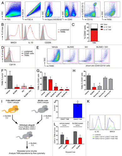 Figure 1. The CSF1/CSF1R pathway promotes rapid turnover of regulatory TAMs in MMTV-PyMT mammary tumors. (A–F) Spontaneous mammary tumors in 63 to 77 d old MMTV-PyMT transgenic mice by antibody staining and flow cytometry. (A) Gating strategy to identify CD45+CD11b+Ly-6G/C(Gr-1)−/loF4/80+ macrophages. Cell populations were gated sequentially from left to right. (B) MHCII, CD206 and intracellular IL-10 expression in CD45+CD11b+Ly-6G/C(Gr-1)−/loF4/80+ cells (TAMs) identified in (A). Isotype control-stained cells are shown as solid histograms. (C) Mean percentages of IL-10+ and IL-10− TAM subpopulations of total CD45+ leukocytes isolated from vehicle-treated tumors. (D) Histogram overlay of CSF1R expression in (CD45+CD11b+Ly-6G/C(Gr-1)−/loF4/80+) TAMs and CD45− tumor cells. Unstained control cells are represented by a solid histogram. (E–F) Flow cytometry data of CD45+CD11b+F4/80+ cells (TAMs) from transgenic MMTV-PyMT mice dosed with 200 mg/kg BLZ945, a CSF1R inhibitor, daily or with 5A1, an anti-CSF1 neutralizing antibody (n > 5 per group) at 10 mg/kg every 5 d. TAMs are gated in magenta and values are graphed in (F). (G) Time course of TAM populations in response to 1–8 d of continuous treatment with BLZ945 (n = 4 per group). (H) MMTV-PyMT mice were first dosed with BLZ945 for 5 d (red bar) and then switched to vehicle dosing to provide a recovery period of up to 6 d (gray bars; n = 4 per group). All graphs represent mean values ± SEM *P < 0.05 vs. vehicle by unpaired t test, 2-tailed. (I–L) Spontaneous tumor pieces from CD45.1+ FVB/n MMTV-PyMT mice were implanted into a mammary fat pad in CD45.2+ BALB/C nude mice. Donor and recipient mice were treated with 200 mg/kg BLZ945 or vehicle for 5 d prior to resection and implantation. Five days after implant, tumors were re-isolated and analyzed by flow cytometry. (J) Percentage of tumor-derived CD45.1+CD11b+Ly-6G/C(Gr-1)−/loF4/80+ TAMs and host-derived CD45.2+CD11b+Ly-6G/C(Gr-1)−/loF4/80+ TAMs in vehicle-treated tumors implanted into mice dosed with vehicle control. (K) Expression of intracellular IL-10 and cell-surface expression of MHCII in CD45.1+ (green) and CD45.2+ (blue) TAM populations. Unstained control cells are shown as solid histograms. (L) Infiltration of CD45.2+ TAMs into vehicle-treated tumors implanted into mice dosed with vehicle or BLZ945 (n > 11 per group), and BLZ945-treated tumors implanted into mice dosed with vehicle or BLZ945 (n > 7 per group). Bar graphs represent mean values ± SEM. Statistical analyses were performed by 2-tailed unpaired Student t test; *P < 0.05 vs. vehicle; data shown are representative of at least 2 experiments.