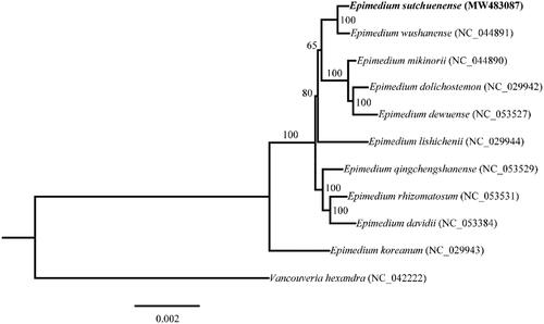 Figure 1. Maximum likelihood (ML) phylogenetic tree based on complete chloroplast genomes of 11 species, with Vancouveria hexandra as outgroup. Numbers at nodes represent bootstrap values.