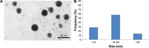 Figure 1 Characterization of GNPs (A). TEM image (B). Size distribution (%) of GNPs generated by TEM image.Abbreviations: GNPs, gadolinium oxide nanoparticles; TEM, transmission electron microscopy.