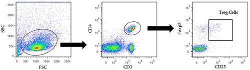 Figure 4. Tregs from mice were detected among CD4+, CD25bright, and Foxp3 + cells in murine PBMCs and splenocytes. Notes: FSC, forward scatter; SSC, side scatter.