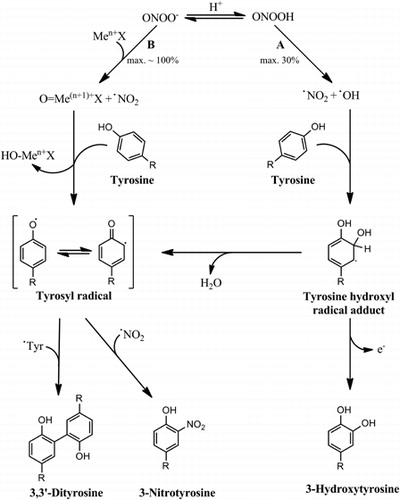 Figure 3. Peroxynitrite-dependent tyrosine nitration mediated by transition metal centers. In the absence of any direct target, peroxynitrous acid decays by homolysis producing nitrogen dioxide and hydroxyl radicals with maximum yields of 30% (A). These two radicals mediate tyrosine nitration and oxidation by a hydroxyl radical-dependent pathway that produces 3-nitrotyrosine in relatively low yields, as well as 3,3′-dityrosine and 3-hydroxytyrosine. However, in the presence of certain transition metal centers that react fast with ONOO−, almost all of the peroxynitrite present can decompose by reacting with the metal complex (B), producing high levels of the oxidized oxo-metal complex and nitrogen dioxide. In this case, these two species mediate tyrosine nitration, which can occur now in higher yields. Also, high levels of 3,3′-dityrosine may be produced.