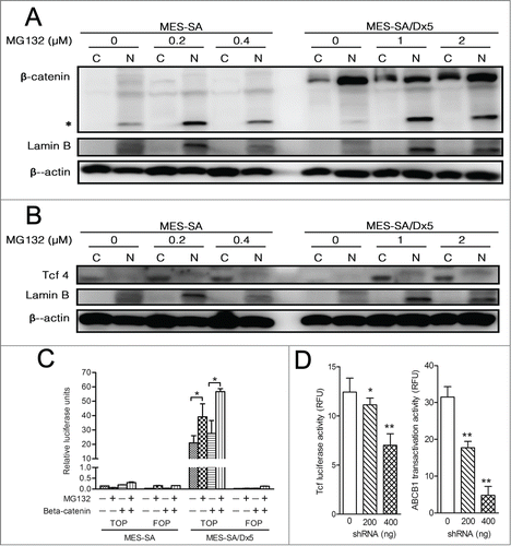 Figure 4. The Wnt pathway is activated in multidrug-resistant MES-SA/Dx5 cancer cells through active β-catenin and its related transactivation activities against proteasome inhibitor. (A-B) Expression of the Wnt pathway ligand β-catenin (A) and the transcription factor Tcf-4 (B) of nuclear and cytoplasmic fractions in MES-SA and MES-SA/D×5 cell lines after bortezomib treatment for 60 h examined by Western blotting. (C) β-catenin/TCF transcription activities of MES-SA and MES-SA/D×5 cells treated with MG132. The β-catenin/TCF transcription activities of the MG132-treated cells were detected by the TOP/FOP assay. The TOP-Flash or FOP-Flash reporter-transfected MES-SA and MES-SA/D×5 cells were incubated with different concentrations of MG132 for 60 h. MES-SA and MES-SA/D×5 cells transfected with the mutant-type β-catenin were used as controls. At the end of the treatment, cell lysates were harvested and were assayed for luciferase activities. The β-catenin/TCF transcription activities were represented as a ratio of firefly/renilla. (D)The β-catenin/TCF transcription activities or ABCB1 transactivation activity of the CTNNB1 shRNA transfected MES-SA/Dx5 cells was detected by TOP assay or ABCB1 promoter–Luciferase reporter assay, respectively. Data are expressed as relative luciferase activity (RLU) as the mean ± SD from 3 independent experiments. *P < 0 .05 and **P < 0 .01 indicate the differences between the MG132-treated cells or CTNNB1 shRNA transfected cells and the respective untreated controls.