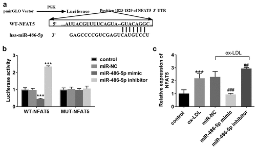 Figure 3. Target relationship confirmation between miR-486-5p and NFAT5. A. TargetScan showed a target binding sequence between miR-486-5p and NFAT5. B. The luciferase activity of HAECs was regulated by miR-486-5p mimic or inhibitor. C. The mRNA levels of NFAT5 in ox-LDL treated cells transfected with miR- miR-486-5p mimic or inhibitor. *** P < 0.001 (VS control group); ### P < 0.001 (VS ox-LDL group).