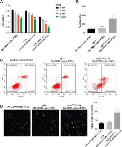 Figure 3. CXCL12 regulated GEM sensitivity of PANC-1 cells. (A) The effect of CXCL12 in CM on GEM sensitivity of PANC-1 cells. *p < 0.05, **p < 0.01, ***p < 0.001 vs. 0 nM. (B–C) The effect of CXCL12 in CM on GEM-induced apoptosis of PANC-1 cells was detected by a flow cytometer. ***p < 0.001 vs. IgG + CM-GEM-treated PSCs. (D) The effect of CXCL12 in CM on GEM-induced apoptosis of PANC-1 cells was detected by a TUNEL assay. ***p < 0.001 vs. IgG + CM-GEM-treated PSCs. CM-GEM-treated PSCs, the PC cells were co-cultured with the conditioned medium from GEM-treated PSCs; IgG + CM-GEM-treated PSCs, the PC cells were co-cultured with IgG and the conditioned medium from GEM-treated PSCs; anti-CXCL12 + CM-GEM-treated PSCs, the PC cells were co-cultured with anti-CXCL12 antibody and the conditioned medium from GEM-treated PSCs.