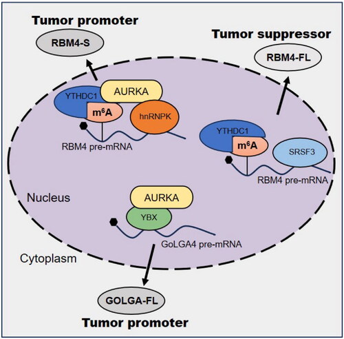 Figure 3. AURKA promotes aberrant splicing of RNAs associated with cancer.