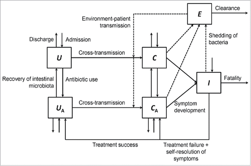 Figure 1. A compartmental model describing the transmission dynamics of A. baumannii in an intensive care unit. The solid arrows represent entry to and exit from the 5 compartments: C, colonized without antibiotic exposure; CA, colonized with antibiotic exposure; I, infected; U, uncolonized without antibiotic exposure; UA, uncolonized with antibiotic exposure. The broken arrows represent the shed of bacteria into the environment (E) from colonized and infected patients, and the transmission from free-living bacteria in the environment to susceptible (uncolonized) patients.