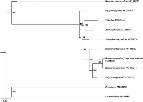 Figure 1. Maximum-likelihood phylogenetic tree for H. polybotrys var. alaschanicum based on 11 complete chloroplast genome sequences. The number on each node indicates the bootstrap value.