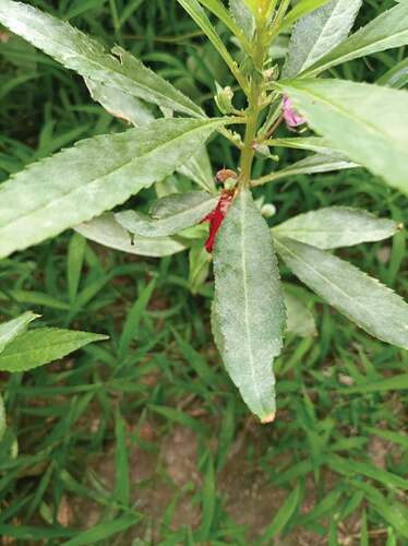 Fig. 1 Signs and symptoms of powdery mildew disease on Impatiens balsamina.