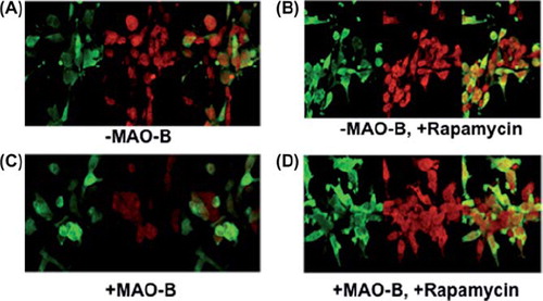 Figure 5. Z-stack images of parkin (green), LC3 (red), and merged (yellow) were taken using LSM 510 confocal microscopy. (A)–MAO-B; (B) + MAO-B; (C)–MAO-B, 1 μM rapamycin; (D) + MAO-B, 1 μM rapamycin. Images were taken at the following parameters: (x) 126.8 μm x (y) 140.6 μm x (z) 7.0 μm.