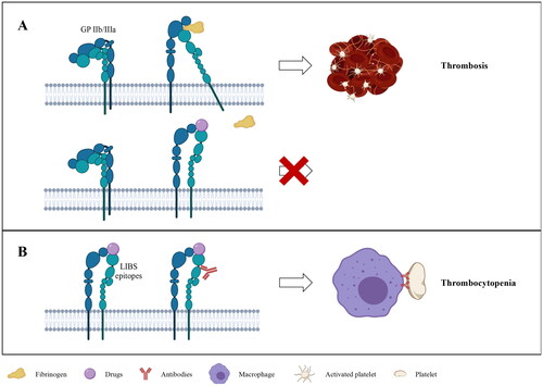 Figure 1. (A) The mechanism of tirofiban. (B) The Pathogenesis of tirofiban-induced thrombocytopenia. Created with BioRender.com.