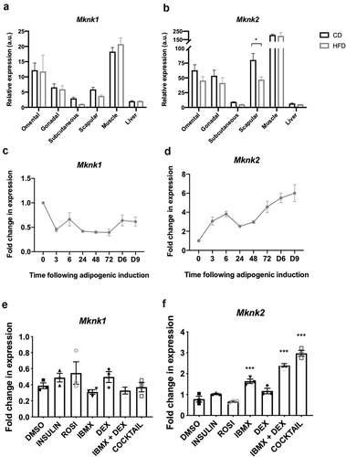 Figure 5. (a,b) RT-qPCR analysis of Mknk1 and Mknk2 expression in the indicated tissues of C57BL6/J mice fed chow (CD) or a high-fat diet (HFD) for 16 weeks. Data presented are mean ± SEM (n = 5–6 per group). (c,d) 3T3-L1 fibroblasts were treated with the differentiation medium for the indicated times (h, unless denoted by D = days) at which point samples were analysed for expression of Mknk1 and Mknk2 by RT-qPCR. (e,f) 3T3-L1 fibroblasts were treated with the indicated components of the differentiation medium or the entire cocktail, as indicated, for 3 h at which point samples were analysed for expression of Mknk1 and Mknk2 by RT-qPCR. Data presented are mean ± SEM (n = 3)