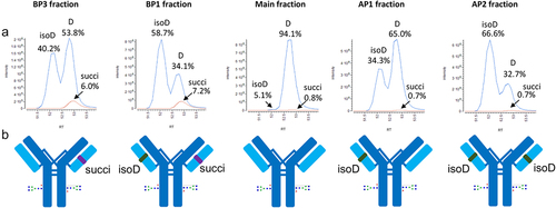 Figure 2. Analysis of isolated charge variants of crizanlizumab by Lys-C peptide mapping at pH 7.5. A: Extracted ion chromatograms of the iso-aspartic acid and aspartic acid precursor (863.72 m/z) in blue and of the succinimide precursor (857.72 m/z) in Orange of the L2-3 peptide in each fraction acquired with the Orbitrap Elite after peptide separation on the Vydac C18 column. The iso-aspartic acid, aspartic acid and succinimide charge variants are eluting at 52.1, 52.8 and 53.0 min, respectively. AP: acidic peak; BP: basic peak. D: aspartic acid; isoD: iso-aspartic acid; succi: succinimide. B: Depictions of crizanlizumab containing the basic succinimide or the acidic iso-aspartic acid charge variants of the light chain enriched in each fraction. isoD: iso-aspartic acid; succi: succinimide.