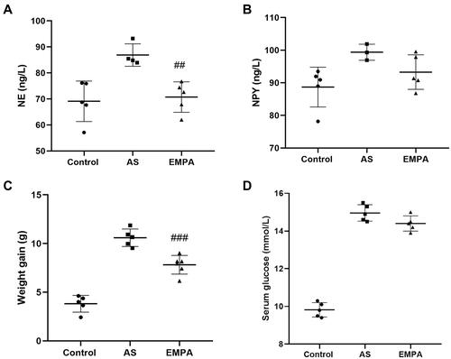 Figure 5 The serum level of norepinephrine (A) and neuropeptide Y (B) and body weight (C) and glucose (D) between Sham, AS and EMPA group. ##p<0.01 and ###p<0.001.