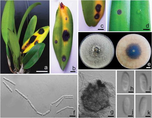Fig. 1 (Colour online) a, b, c, Field symptoms of leaf spot disease on cattleya orchid (Cattleya lueddemanniana var. lueddemanniana) caused by Neoscytalidium orchidacearum. d, Leaf spot disease of orchid inoculated with N. orchidacearum CMU287 (left) and control (right). e, Colonies of N. orchidacearum CMU287 from the top (left) and bottom (right) on PDA at 25°C after 1 week. f, Arthric chains of conidia growing on PDA. g, Conidiomata formed on pine needles in culture. h, i, j, k, Conidia of coelomycetous state. Scale bars: A = 50 mm; b, c, d and e = 10 mm; f = 10 µm; g = 50 µm; h, i, j and k = 3 µm.