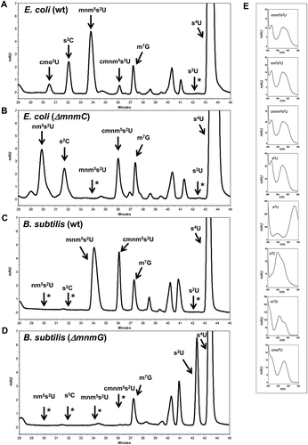 Figure 2. Bacillus subtilis tRNA contains both cmnm5s2U and mnm5s2U.HPLC analysis of total tRNA from E. coli wild-type (A), and E. coli ΔmnmC strains (B), B. subtilis wild-type (C), B. subtilis ∆mnmG (D). Absorbance was monitored at 314 nm to maximize the detection of thiolated nucleosides. Positions of relevant nucleosides are indicated. The identities of selected nucleosides were established by their ultraviolet adsorption spectra (E) and relative retention times in comparison with peaks of synthetic markers. The arrows with asterisks indicate the positions where some relevant nucleosides should migrate although they were undetectable on the corresponding chromatogram.