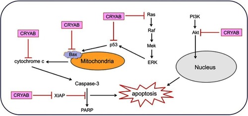 Figure 2 Schematic diagram of CRYAB protein involved in the regulation of apoptosis (inhibition: ┤, activation: →).