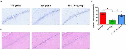 Figure 5. IL-17A deletion ameliorates neuronal injury after repeated sevoflurane exposure in neonatal mice. (a) Representative photomicrographs of Nissl staining in the hippocampal CA1 region; scale bar = 10 μm. (b) Quantification of the number of Nissl bodies using Nissl staining in the hippocampal CA1 region. (c) Representative images of histopathological changes in the hippocampal CA1 of neonatal mice. Data are expressed as mean ± SD (n = 5 for each group). Compared with the WT group, *P < 0.05; compared with the Sev group, #P < 0.05.