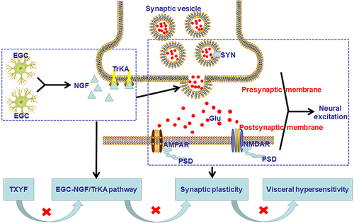 Figure 10 The model diagram of TXYF mechanism pathway on D-IBS. TXYF could inhibit EGC activation and NGF/TrkA signaling pathway, then affect neural synaptic plasticity to alleviate intestinal hypersensitivity in D-IBS.