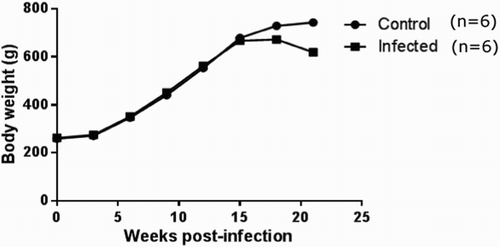 Figure 2. Body weight of guinea pigs measured during the study period. After challenged with 2  × 107 CFU of Mtb, guinea pigs gained less weight compared to the uninfected control. Change in body weight is displayed as the mean of weights of two groups per time in this graph.