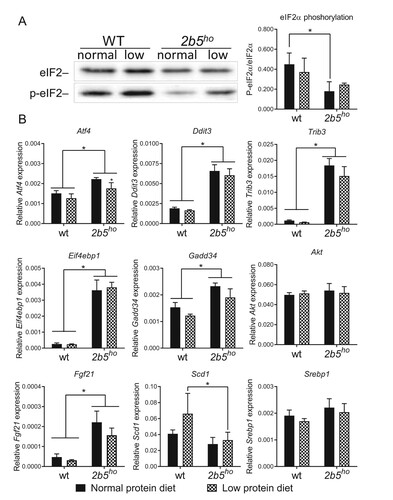 Figure 3. ATF4-regulated and lipogenesis markers in brain of 2b5ho mice were not significantly induced by the low protein diet. A: Western blot analysis of eIF2α and phosphorylated eIF2α Ser51 (p-eIF2α) confirm reduced eIF2α phosphorylation in 2b5ho brain, which is not significantly affected by the low protein diet. B: qPCR analyses shows that expression of ISR-regulated Atf4, Ddit3, Trib3, Eif4ebp1 and Gadd34 and Fgf21 mRNAs is increased in 2b5ho compared to wt brain tissue (p < 0.01-0.001, not marked) and is not increased by the low protein diet. Atf4 mRNA in 2b5ho brain is subtly decreased in mice fed the low protein diet. Reference mRNA Akt expression was similar in all tested conditions. None of the tested mRNAs increased in response to the low protein diet. Statistical analyses of diet-related changes are shown in Suppl. Data File 2. Graphs show average ± sd (n=3 per group). *, p < 0.05.
