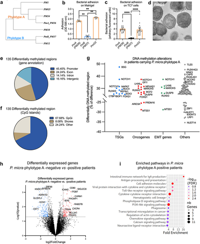 Figure 4. P. micra phylotype a carriage in CRC patients is associated with DNA methylation modifications and gene expression variations.