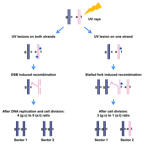 Figure 2. Analysis of UV-induced LOH for cells irradiated at G1. Cells that are heterozygous at a specific locus (“a” allele and “c” allele) are arrested at G1 and irradiated with UV (damage is represented by a star). Sectored colonies are selected after UV exposure.Citation17 Each sector subcolony represents two sister chromatids. Therefore, the four chromatids are represented in the two sector colonies. Sequencing each sector can reveal which allele, “a” or “c,” was lost. If the number of sequence reads for “a” and “c” alleles is equal then heterozygosity is maintained. If there are no sequence reads for one of them, LOH has occurred. Through analysis of LOH in the two sectors it is possible to establish a 3:1 or 4:0 ratio for the four sister chromatids (see text and ref. Citation17).