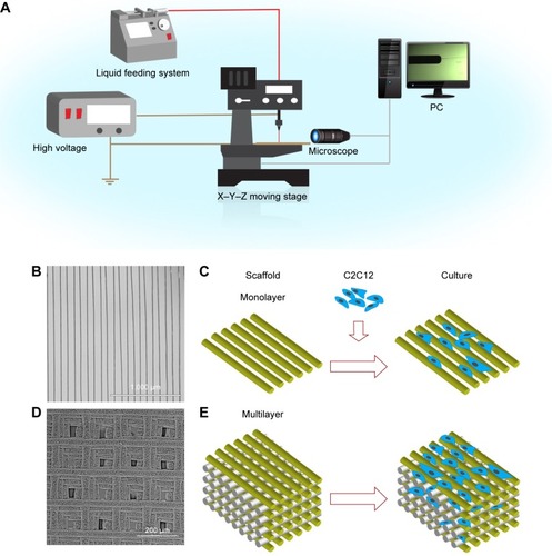 Figure 1 Fabrication of various cell culture platforms.Notes: (A) Schematic representation of E-jet 3D printing system. (B, C) 3D printed monolayer PLGA-based scaffolds for the culture of C2C12 cells; scale bar in B =1,000 µm. (D, E) 3D printed multilayer PLGA-based scaffolds for the culture of C2C12 cells; scale bar in D =200 µm.Abbreviations: 3D, three dimensional; E-jet, electrohydrodynamic jet; PLGA, poly lactic-co-glycolic acid.