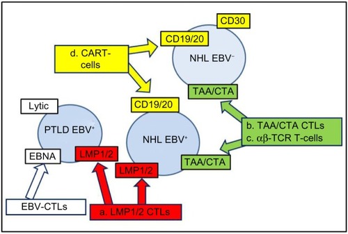 Figure 1 T-cell-based approaches currently available to target NHL.