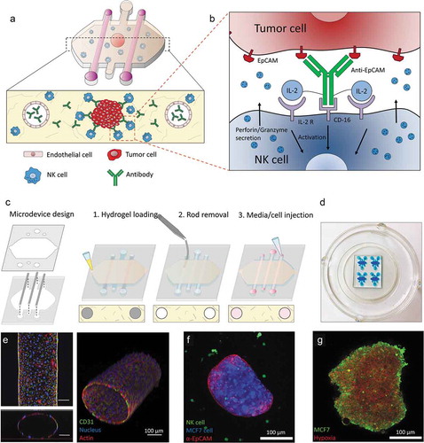 Figure 1. Conceptual scheme. (a) A microfluidic device was fabricated to study ADCC in NK cells. Collagen hydrogel is injected in the microdevice chamber with a tumor spheroid. Two flanking lateral lumens can be covered with endothelial cells to mimic blood vessels. Finally, NK cells and/or antibodies can be embedded in the hydrogel or perfused through the lateral lumens. (b) Immunocytokines are modified antibodies that are coupled to other co-stimulating molecules (e.g. IL-2) in order to enhance NK cell cytotoxicity. (c) Microdevice fabrication scheme. (d) Image of a microdevice array. The microdevices were filled with a blue dye for visualization purposes. (e) Confocal image of the HUVEC-coated lateral lumen. HUVECs were fixed and stained with α-CD31 (labelling cell membrane), phalloidin (actin) and Hoechst (nucleus). Lower panel: orthogonal cross-sectional view. Right panel: 3D reconstruction. (f) Confocal image of a MCF7 spheroid (blue) coated with an antibody targeting EpCAM (red) molecules on the tumor cell surface and NK-92 cells (green) in the collagen hydrogel. (g) The MCF7 spheroid (in green) was cultured in the presence of a hypoxia-sensing dye (in red), showing a more intense signal at the spheroid core.