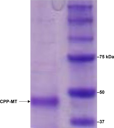 Figure S1 SDS/PAGE of the CPP-MT recombinant protein.Notes: A clear band is observed at 43 kDa, associated with the CPP-MT itself. Coomassie blue staining of the gel showed no evidence of bands associated with lipopolysaccharide contamination.Abbreviations: CPP, cell-penetrating peptide; MT, metallothionein.